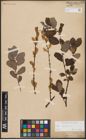 Foto von Salix aurita L.